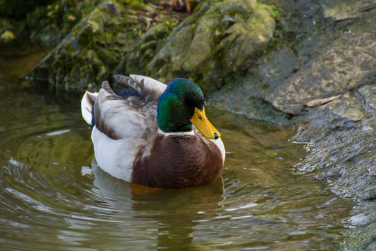 Bird 220