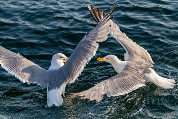 seagulls in flight