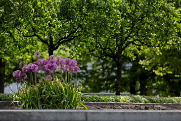 Purple Giant Onion (Allium Giganteum) blooming under lime trees in park. 