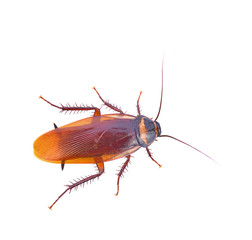 close-up cockroach isolated on a white background top view