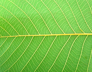close up green tree leaf background
