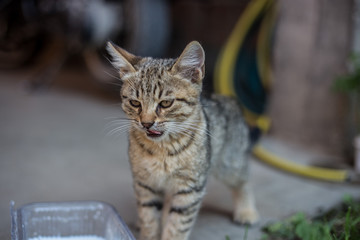 Obraz premium Cat