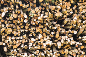 Texture of cut wooden trunks
