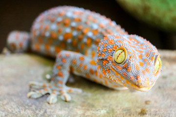 gecko fell from wall into water tank and climbed on edge of basin