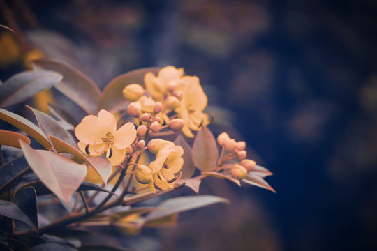 Wonderland of Yellow Flowers