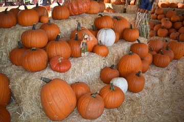 Autumn pumpkins and gourds