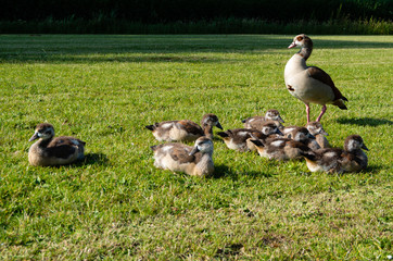 Proud goose with many young