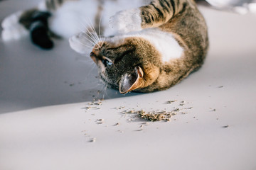 Cat laying on his back after eating catnip