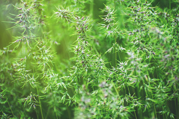 Background of fresh green grass.