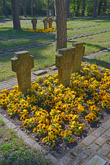 waldfriedhof mainz-mombach. soldatengräber