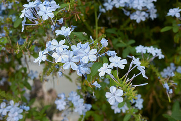 Plumbago capensis