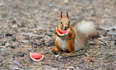Funny squirrel eating a small watermelon. harvest - 273198320