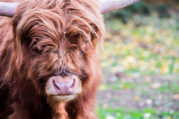 Vache marron aux poils longs et longues cornes