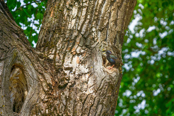 Obraz premium starling near its nest