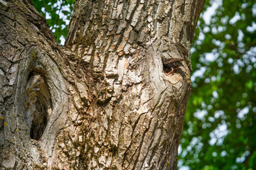 Obraz premium starling near its nest