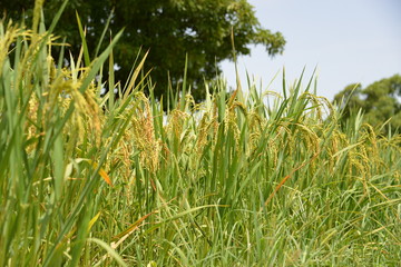 Le riz d'un champs ecole au Burkina