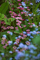 Bright floral background. Small pink flowers for decoration of alpine hills.