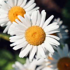 Close-up of daisy flowers in the gentle rays of the warm sun in the garden. Summer, spring concepts. Beautiful nature background. Macro view of abstract nature texture. Template for design. Soft focus