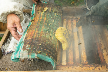 A beekeeper checks the beehive and honey frames of bees. Beekeeping work on the apiary. Selective focus.