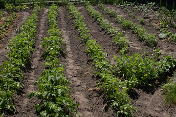 Fototapeta na wymiar rows of green potato plant in field
