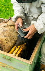 A beekeeper checks the beehive and honey frames of bees. Beekeeping work on the apiary. Selective focus.