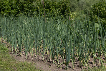 Garlic Plants on a Ground Early garlic plants on a ground in spring close up