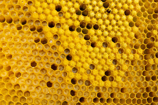 Honey frame with honey and bee larvae close-up. Beekeeping and apiary. Selective focus.