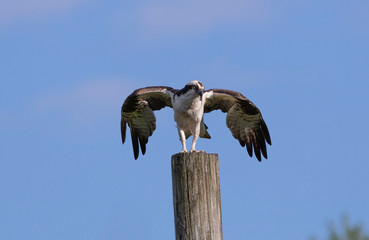 Western osprey  (Pandion haliaetus) sitting on a wooden pole
