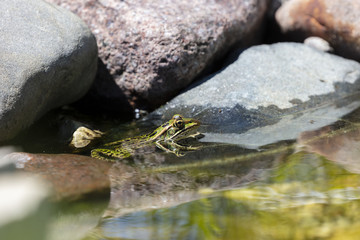 Northern Leopard Frog (Lithobates pipiens) in water 