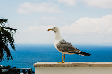 Seagull posing for the photographer with the background of the blue mediterranean sea.