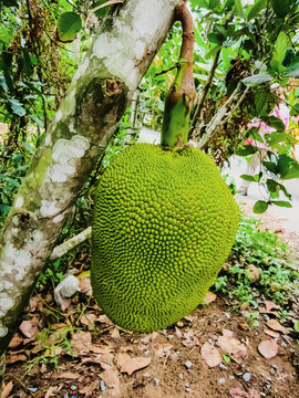 Jackfruit, national fruit of Bangladesh, Artocarpus heterophyllus, or Yaca, is a tropical Asian fruit of a large size and sweet and tasty flavor.