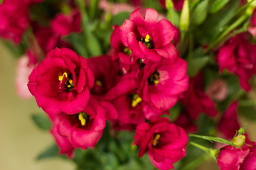 red flowers in the garden