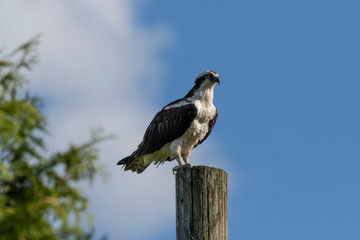 Western osprey  (Pandion haliaetus) sitting on a wooden pole