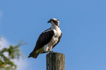 Western osprey  (Pandion haliaetus) sitting on a wooden pole