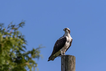 Western osprey  (Pandion haliaetus) sitting on a wooden pole