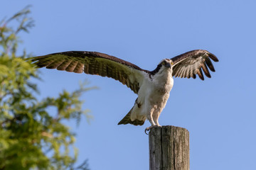 Fototapeta na wymiar Western osprey (Pandion haliaetus) sitting on a wooden pole