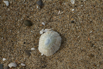 Limpet shell on a wet sandy beach with broken shells and pebbles