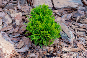 Green little young thuja in the garden