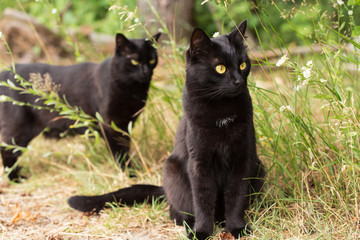 Naklejka na ściany i meble Two Beautiful bombay black cats in green grass in nature outdoors