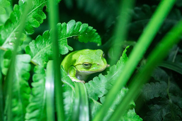 green tree frog on leaf