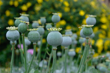 Close up of green opium poppy head capsules. Papaver somniferum. - obrazy, fototapety, plakaty