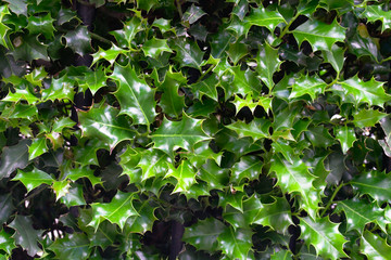 Ilex opaca or american holly is a small, evergreen tree with a narrow, pyramidal crown, it is best...