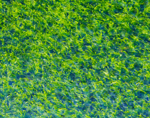 Green algae background close up view