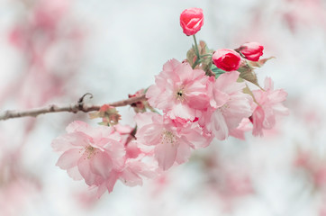 Sacura Spring Blossom
