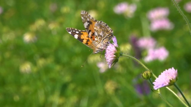 butterfly collects nectar from meadow flowers. Spring season in the countryside.