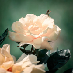 Tea Rose Flower