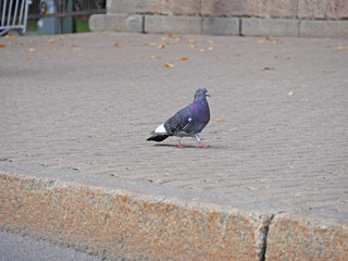 Big pigeon on the city street. Funny abstract photo
