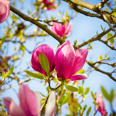 Pink Magnolia Blossom