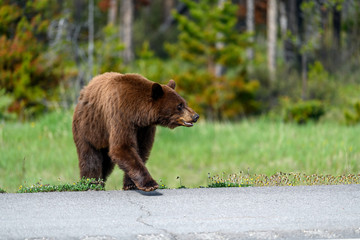 Obraz na płótnie Canvas Dangerous wildlife encounter with an american black bear (Ursus americanus) coming out of the woods, and running through the road between the cars on Icefields Parkway in the Banff National Park