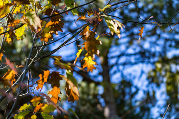 autumn leaves on tree